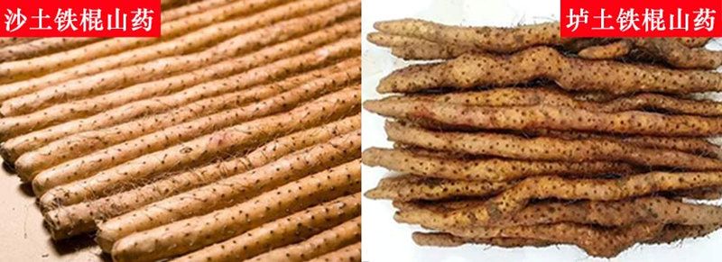 山藥的品種有哪些，怎么區(qū)分？